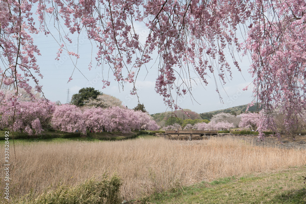 Full blossom shidare sakura in ibaraki JAPAN Full blossom shidare sakura in ibaraki JAPAN