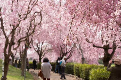 Full blossom shidare sakura in ibaraki JAPAN