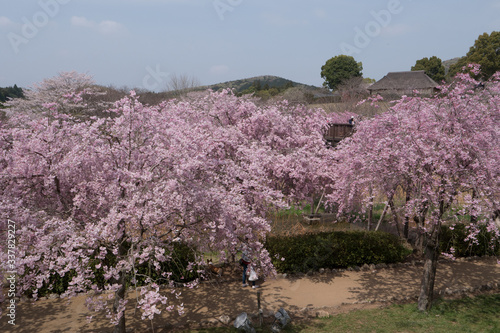 Full blossom shidare sakura in ibaraki JAPAN photo