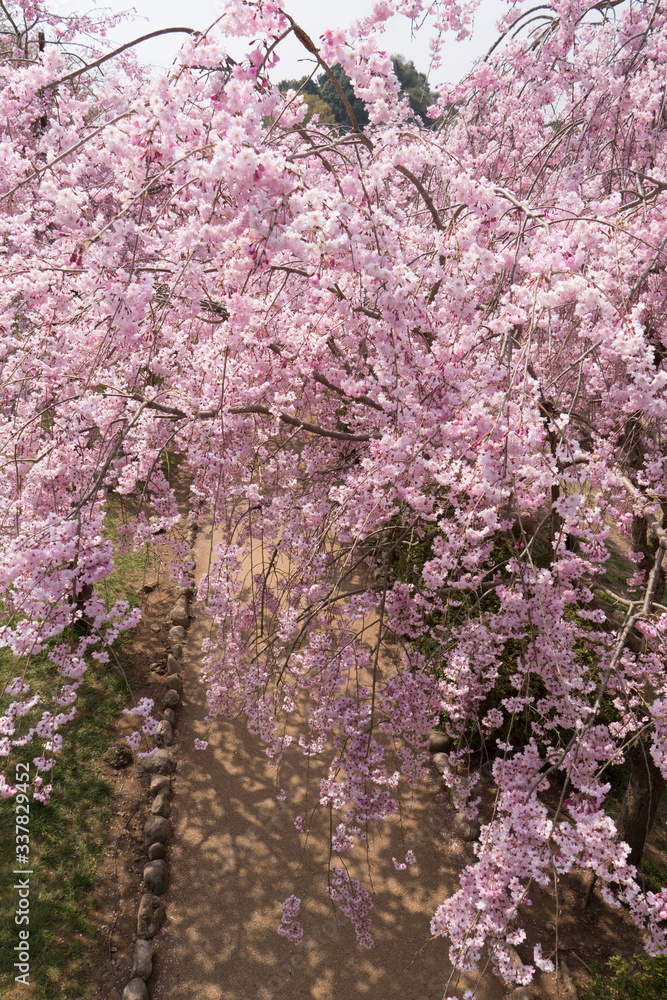 Full blossom shidare sakura in ibaraki JAPAN Full blossom shidare sakura in ibaraki JAPAN