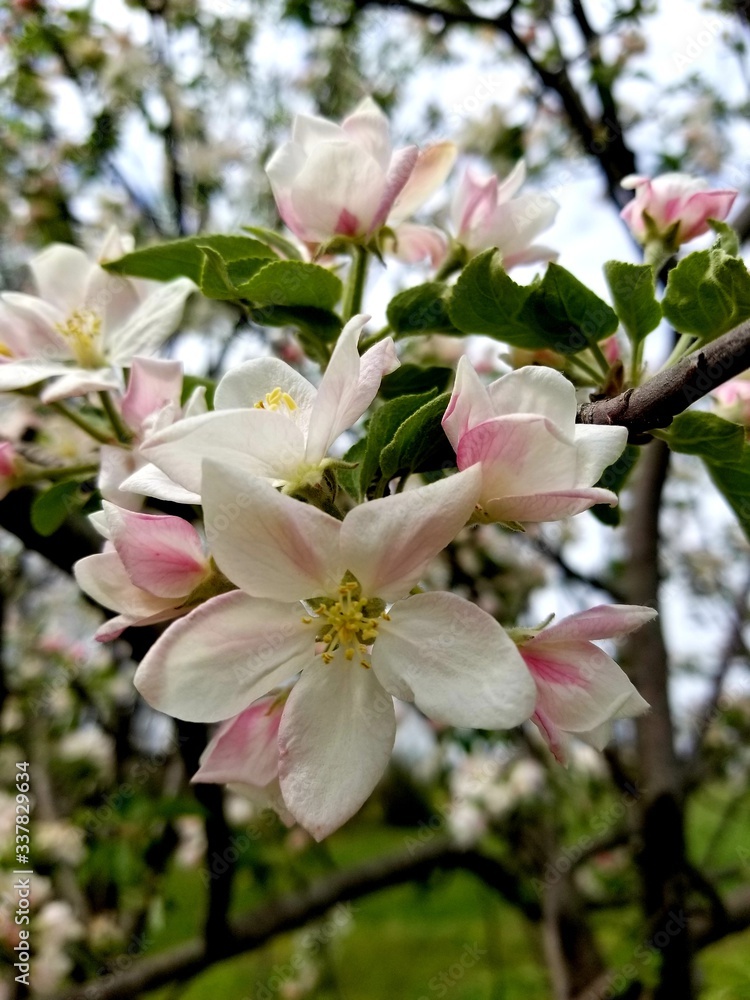 Obraz premium apple tree flowers in spring