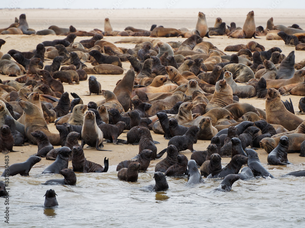 Obraz premium Seal colony on Namibia Atlantic Coast