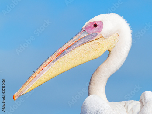 Pelican on Namibia Atlantic coast