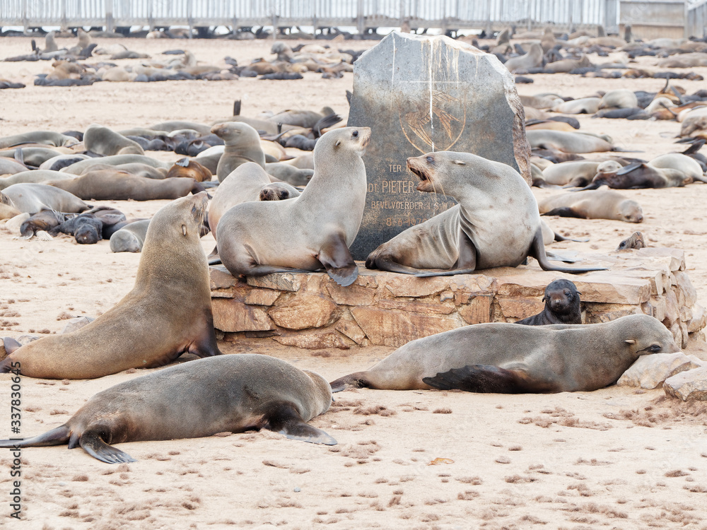 Fototapeta premium Seal colony on Namibia Atlantic Coast