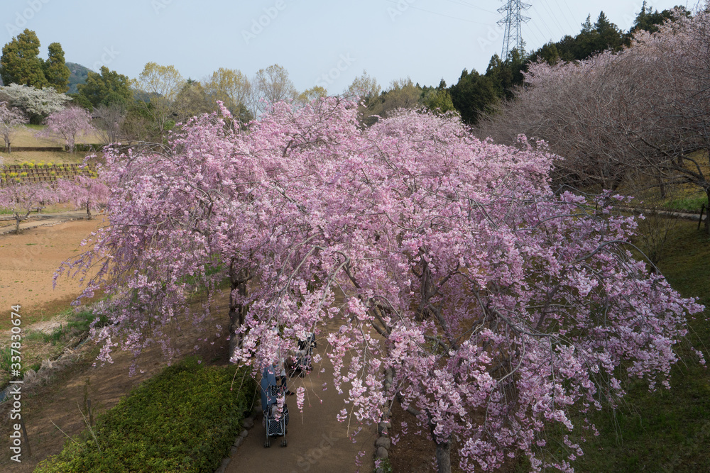 Full blossom shidare sakura in ibaraki JAPAN Full blossom shidare sakura in ibaraki JAPAN
