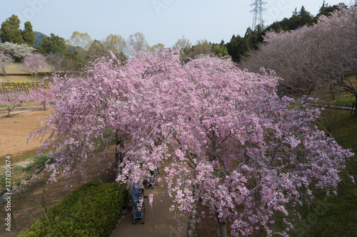 Full blossom shidare sakura in ibaraki JAPAN