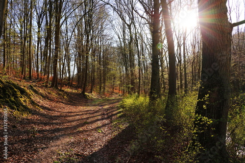 Sonnenstrahlen im Wald  Fr  hling  - Waldweg
