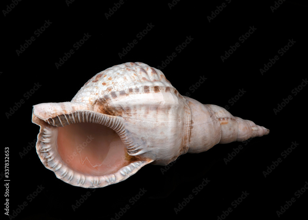 Shell