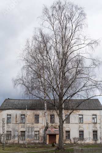 
Huge birch on the background of the old monastery cell