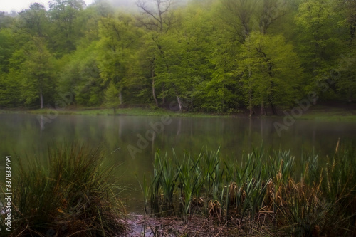 fog in the forest and lake