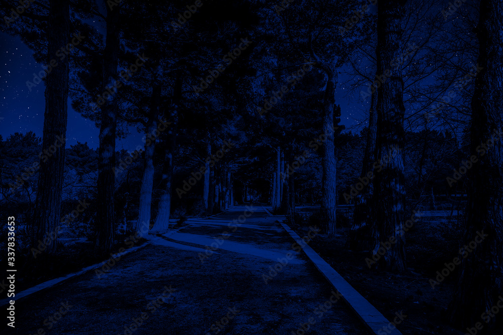Mountain Road through the forest on a full moon night.
