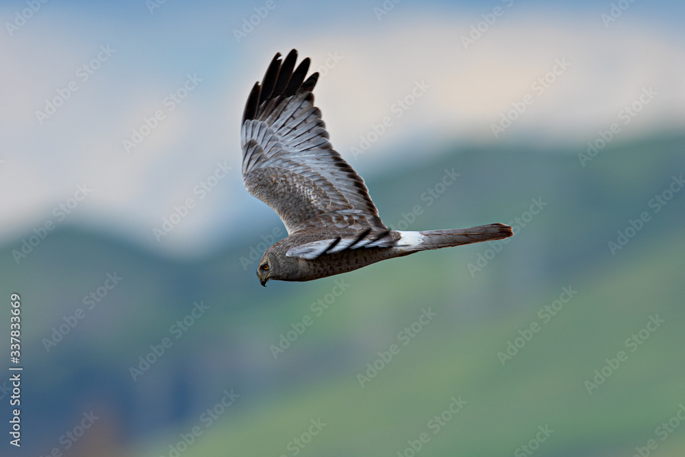 Extremely close view of a male hen harrier gliding while hunting, seen in the wild in North California Extremely close view of a male hen harrier gliding while hunting, seen in the wild in North California