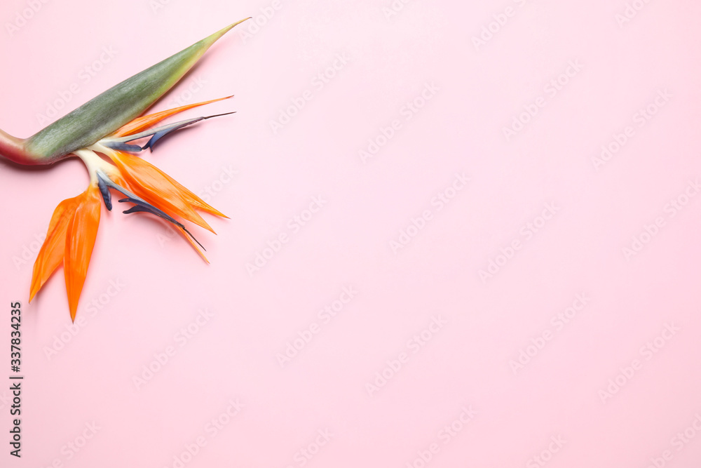 Bird of paradise tropical flower on pink background, top view. Space for text