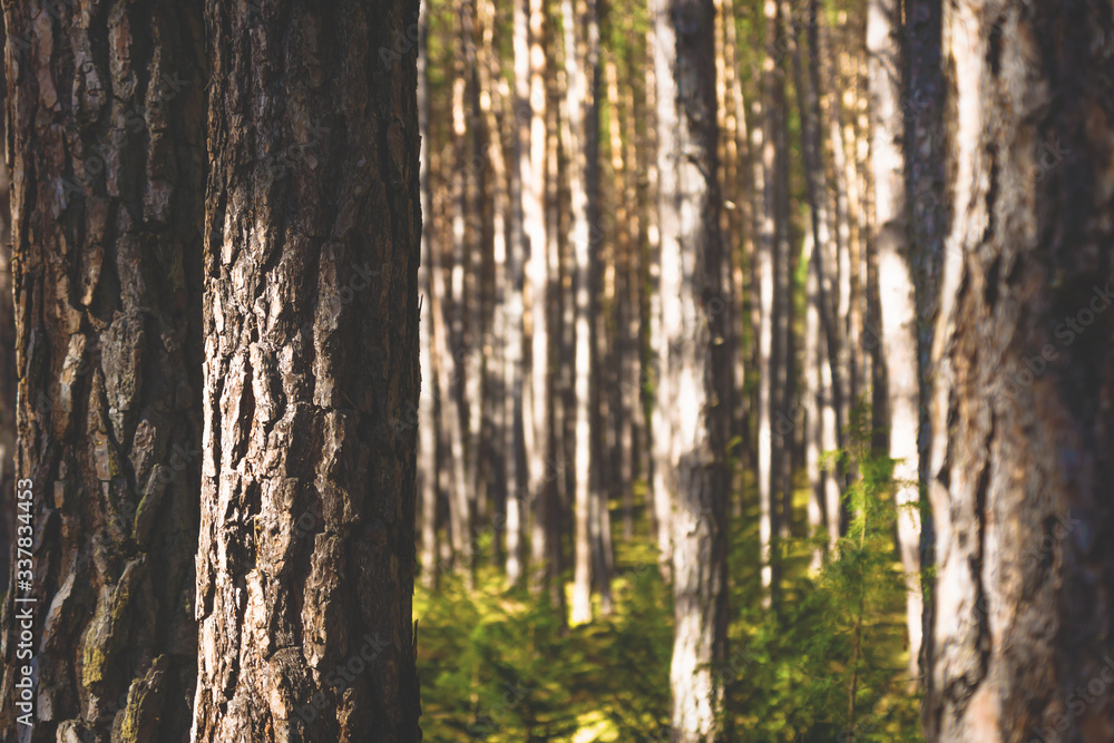 Sunlit spruce trees in a forest with green moss, Tyrol, Austria Sunlit spruce trees in a forest with green moss, Tyrol, Austria