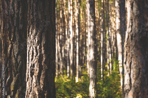 Sunlit spruce trees in a forest with green moss  Tyrol  Austria