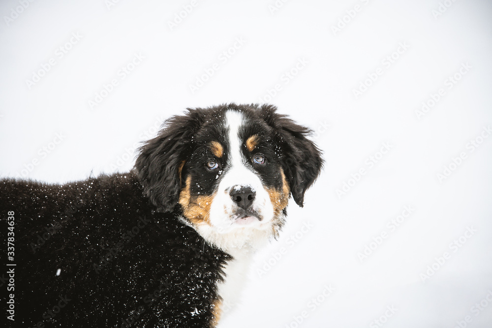 Bernese mountain dog puppy playing in the snow