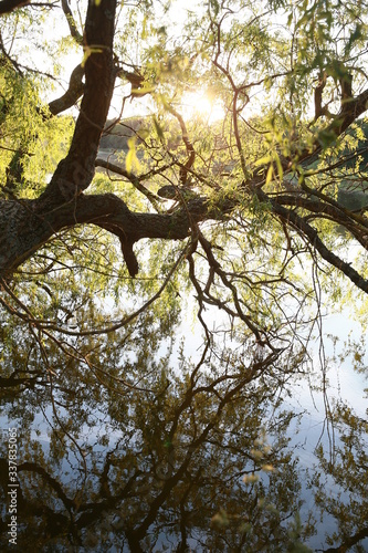 Bäume im See © Fotoagentur WOLF