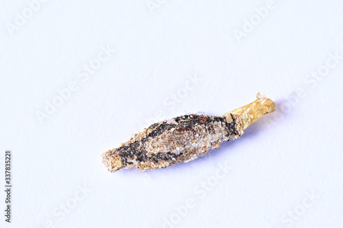 Close up Caseworm or Nymphula depuctalis in white background 