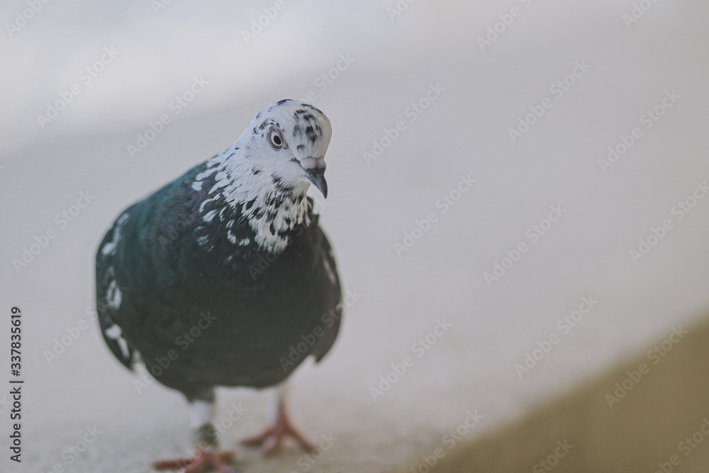 Beautiful dark pigeon on the balcony Beautiful dark pigeon on the balcony