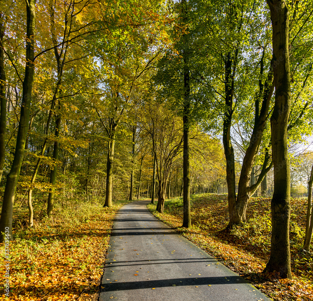 Bicycle track in the Madestein park in The Hague in autumn Bicycle track in the Madestein park in The Hague in autumn