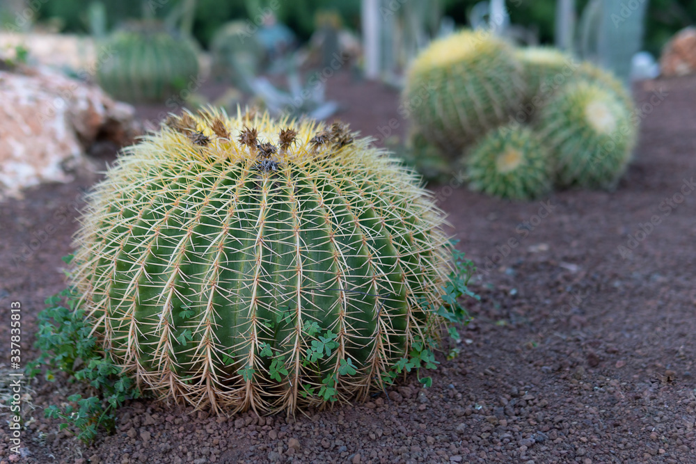 Cactus growing outdoors in the garden on the territory of the Weizmann institute in Israel Cactus growing outdoors in the garden on the territory of the Weizmann institute in Israel