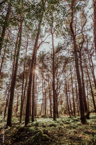 Nadelbaumwald mit Pinien  Kiefern und Blaubeeren