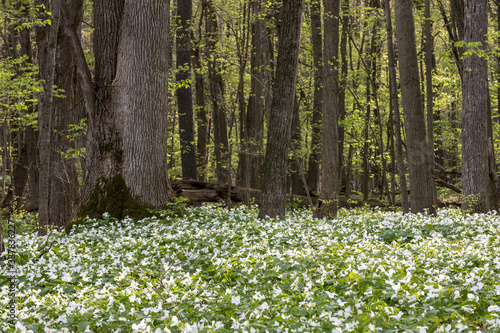 A carpet of white trillium wildflowers in a forest