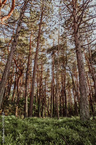Nadelbaumwald mit Pinien  Kiefern und Blaubeeren
