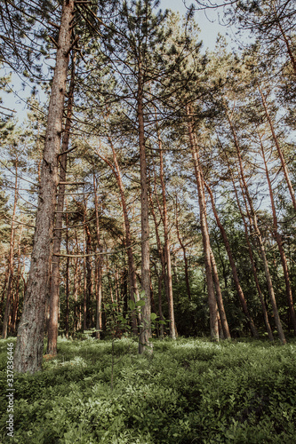 Nadelbaumwald mit Pinien, Kiefern und Blaubeeren