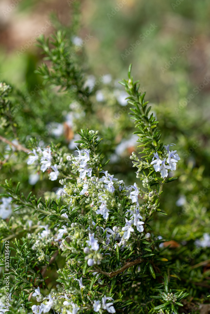 Blooming light purple Rosmarinus Officinalis Prostratus Blooming light purple Rosmarinus Officinalis Prostratus