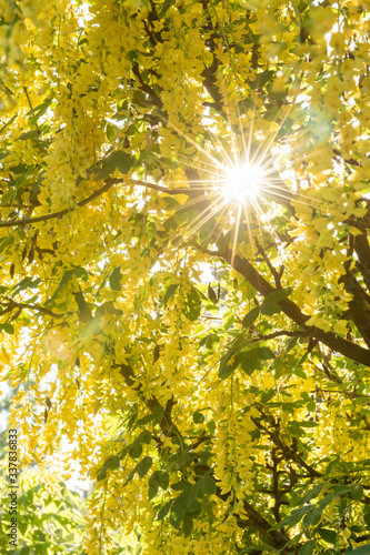 Sunburst through golden chain tree flowers