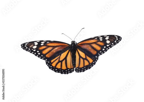 Beautiful fragile monarch butterfly isolated on white