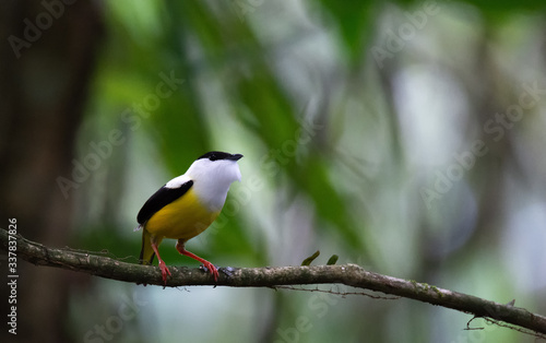 Courting Male White-collared Manakin with throat puffed out photo