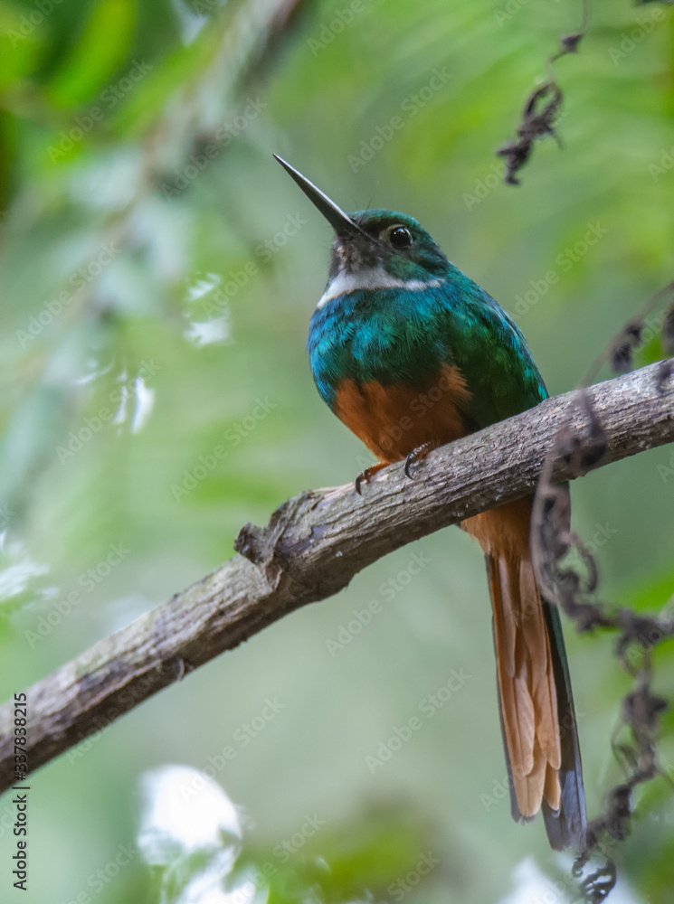 Rufous-tailed Jacamar humming bird roosting on fiberous brown stem Rufous-tailed Jacamar humming bird roosting on fiberous brown stem