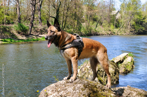 ein belgischer schäferhund malinois bei der suche am flußufer © speedster62
