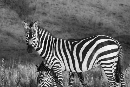 Black   white full body side shot of zebra with head turned looking directly at the camera. Taken in Lewa Conservatory  Kenya  South Africa.