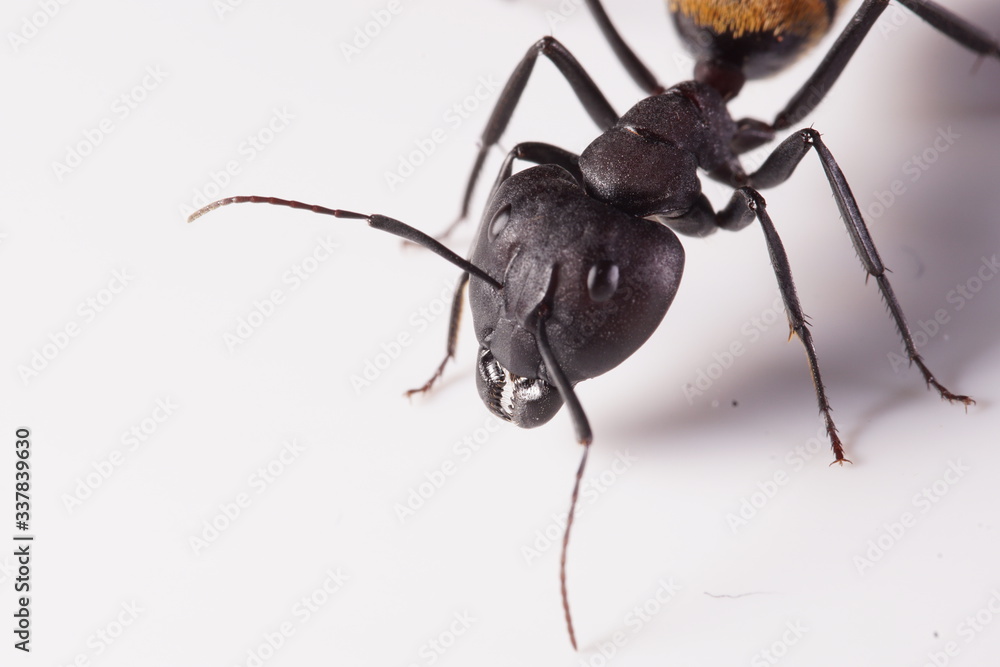 Camponotus major portrait Camponotus major portrait