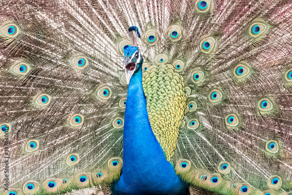 Obraz premium peacock with its magnificent tail opened wide