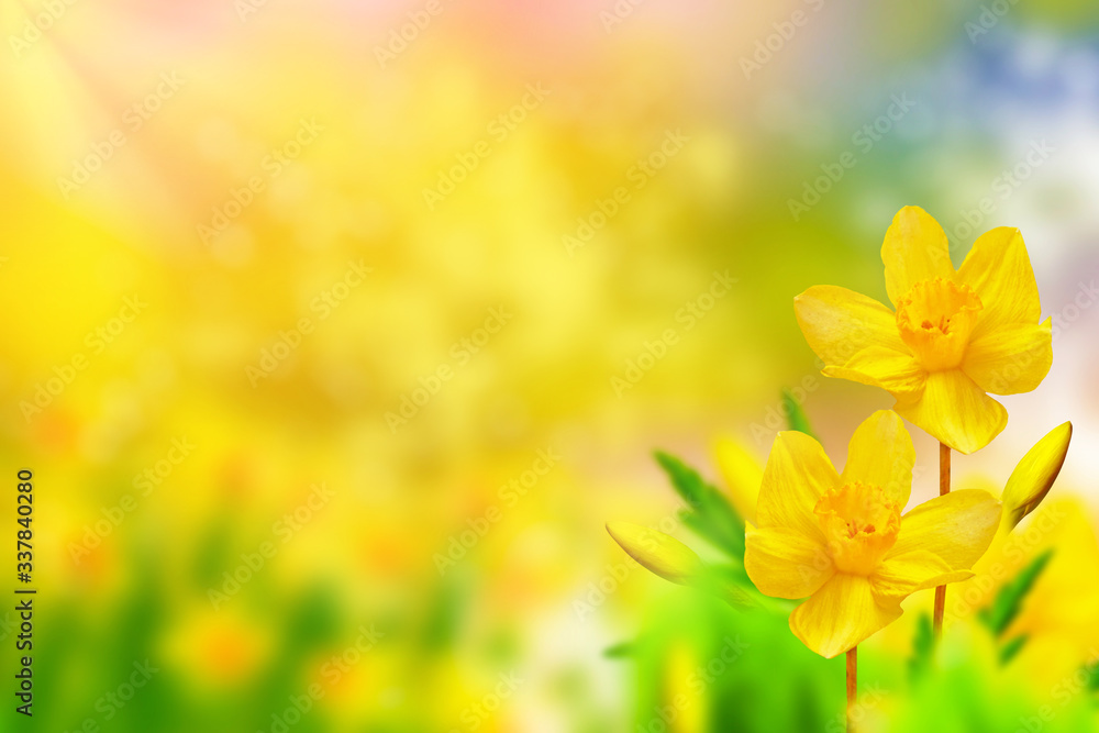 Fototapeta premium Spring flowers of daffodils.
