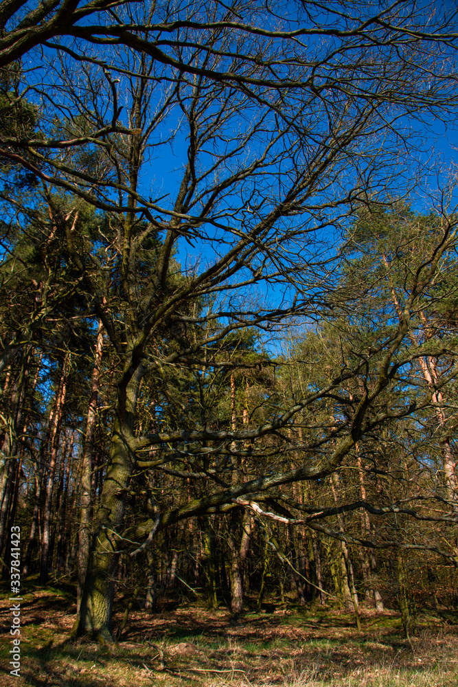 Obraz premium Spring tree on blue sky