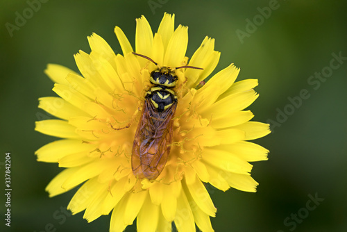 Wasp Hymenoptera insect on top of dandelion flower