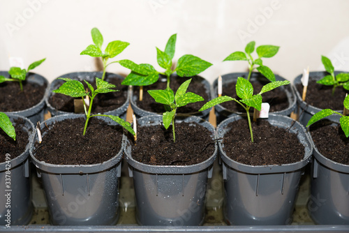 Pepper Sprouts with Drops of Water on Leaves. Spring Seedlings of Bell Pepper in Pots. Young Shoots of Peppers Grown from Seed at Home