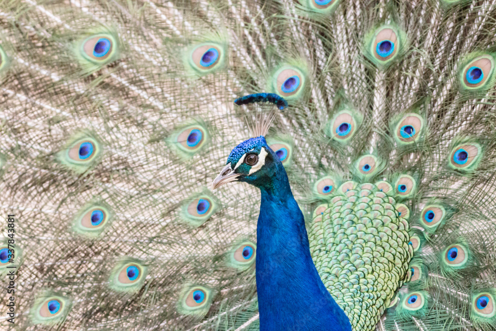 Fototapeta premium peacock with its magnificent tail opened wide