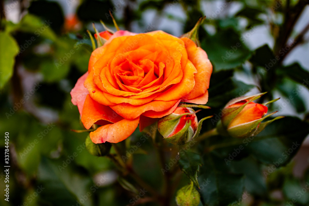orange rose in garden
