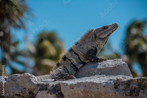  Typical reptile of the Mayan culture