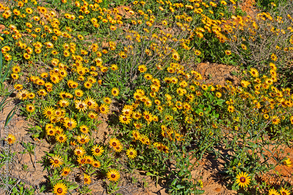 Field filled with yellow daisy wildflowers