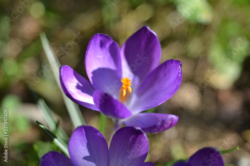 Crocus Vernus nel mio giardino. Croco con petali dal colore viola. Foto macro.