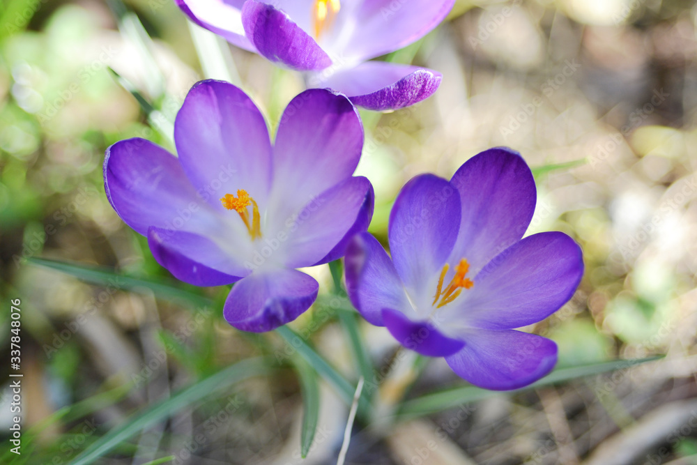 Crocus Vernus nel mio giardino. Croco con petali dal colore viola. Foto macro. Crocus Vernus nel mio giardino. Croco con petali dal colore viola. Foto macro.