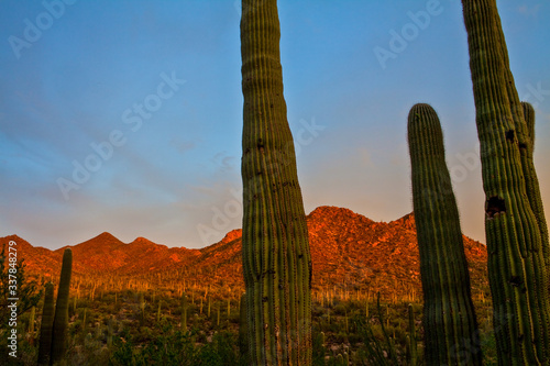 Saguaro Cactus (Carnegiea gigantea)  Cover Amole Peak on  The Valley View Overlook Trail, Saguaro National Park, Tucson, Arizona, USA photo