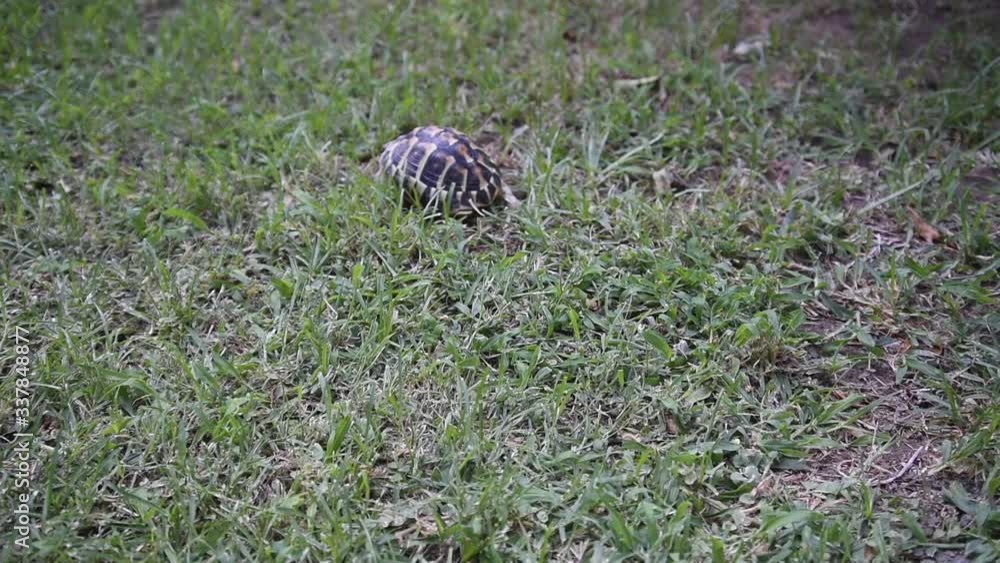 land turtle walking on the grass land turtle walking on the grass